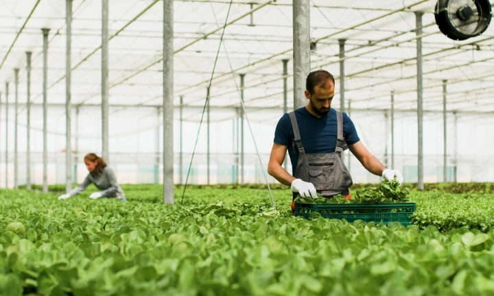 Egypt-Based Agricultural Company Kickoff for SAP S/4HANA Implementation