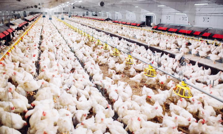 E-Invoices Improve Efficiency and Accuracy of Saudi Poultry Company